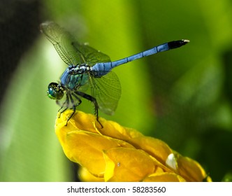 Blue Dragon Fly