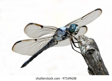 Blue Dragon Fly Isolated On White