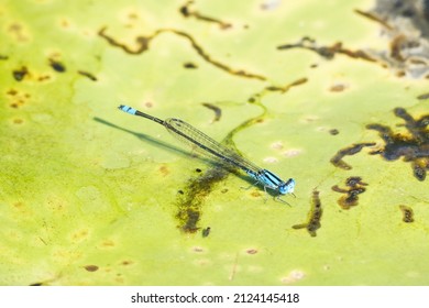 Blue Dragon Fly, Dragon Fly On Lilly Pond, Bright Blue Insect, Colorful Water Insect. Bright Blue Beautiful Dragon Fly Detail.