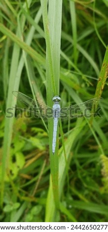 A blue dragon fly sitting on a green grass leaf