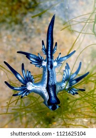 Blue Dragon, Glaucus Atlanticus, Blue Sea Slug