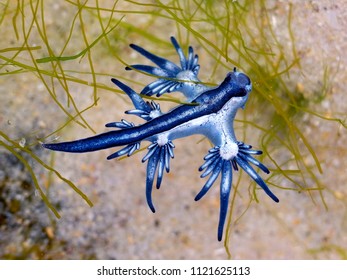 Blue Dragon, Glaucus Atlanticus, Blue Sea Slug