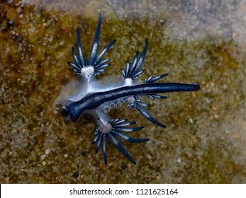 Blue Dragon, Glaucus Atlanticus, Blue Sea Slug