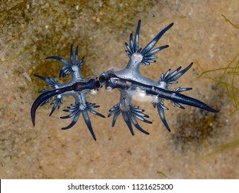 Blue Dragon, Glaucus Atlanticus, Blue Sea Slug