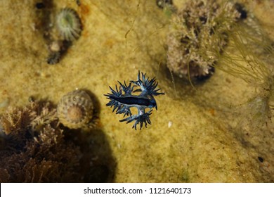 Blue Dragon, Glaucus Atlanticus, Blue Sea Slug