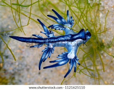 Blue Dragon, Glaucus Atlanticus, Blue Sea Slug