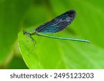 Blue dragonfly falls on the leaf