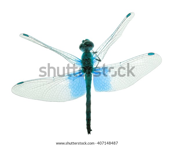 Blue Dragonfly Isolated On White Background Stock Photo 407148487 ...