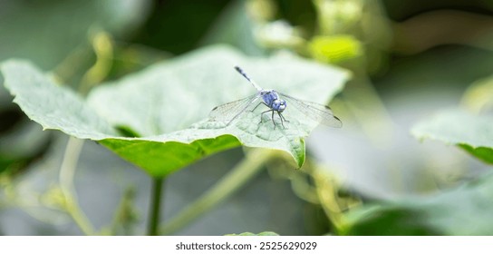 Blue dragonfly on green leaf in the garden. photography of insect. - Powered by Shutterstock