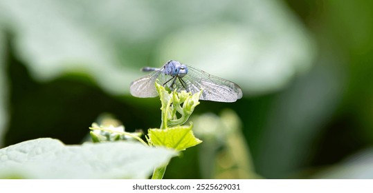 Blue dragonfly on green leaf in the garden. photography of insect. - Powered by Shutterstock