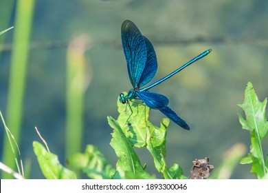 blue dragonfly with open wings sitting on green leaf by a creek