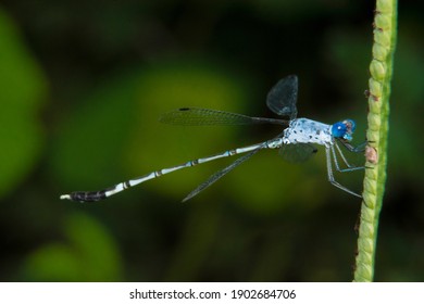 トンボ イラスト の写真素材 画像 写真 Shutterstock