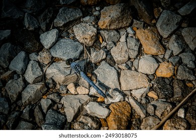 Blue Dragonfly Rests On Rocks - Powered by Shutterstock