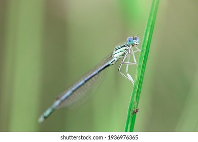 いととんぼ High Res Stock Images Shutterstock