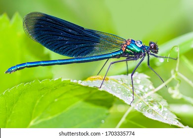 blue dragonfly is sitting on grass in a meadow. insect dragonfly close up macro - Powered by Shutterstock