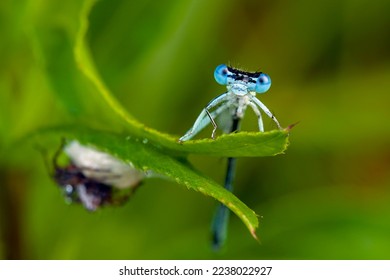 blue dragonfly is sitting on grass in a meadow. insect dragonfly close up macro
Odonata is an order of flying insects that includes the dragonflies and damselflies