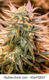 Blue Dream Cannabis Flower