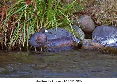 Blue Duck, Endangered Bird Of New Zealand