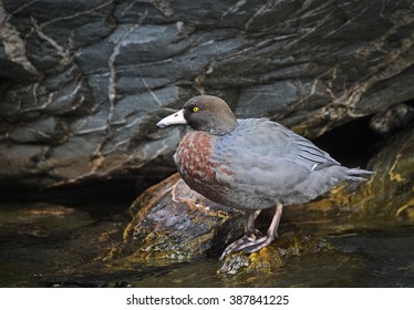 Blue Duck (whio) Native To New Zealand