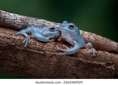 The Blue Dumpy Tree Frog (Litoria caerulea) is a species of tree frog native to Australia and New Guinea. 