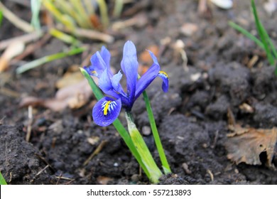 Blue Dwarf Iris