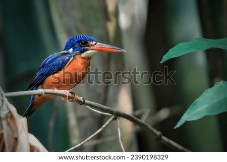 Blue eared king fisher perching the branch