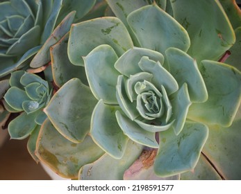 The Blue Echeveria, Also Known As Hens And Chicks.        