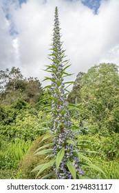 Blue Echium Pininana Flower Spike 