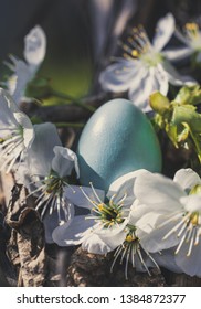 Blue Egg Rook And Flowering Branches Of A Cherry Tree. Spring Bird's Nest