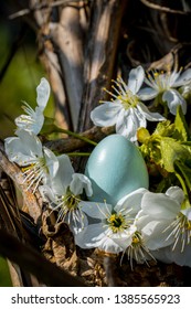 Blue Egg Rook And Flowering Branches Of A Cherry Tree. Spring Bird's Nest