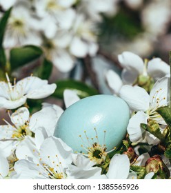 Blue Egg Rook And Flowering Branches Of A Cherry Tree. Spring Bird's Nest