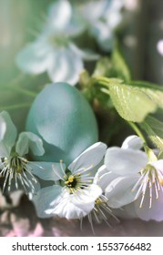 Blue Egg Rook And Flowering Branches Of A Cherry Tree. Spring Bird's Nest