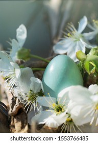 Blue Egg Rook And Flowering Branches Of A Cherry Tree. Spring Bird's Nest