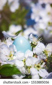 Blue Egg Rook And Flowering Branches Of A Cherry Tree. Spring Bird's Nest