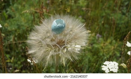 Blue Egg Shell Of A Wild Bird On A Fluffy Seed Head Of A Plant.