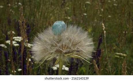 Blue Egg Shell Of A Wild Bird On A Fluffy Seed Head Of A Plant.