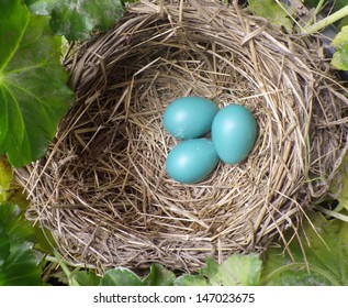 Blue Jay Nest Images Stock Photos Vectors Shutterstock