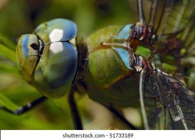 Blue Emperor Dragonfly (adult Male) Anax Imperator. (adult Male) Size; 75mm. Order; Odonata, (Anisoptera), Family:Aeshnidae.  Photographed In The Drakensberg Mountains, South Africa ,