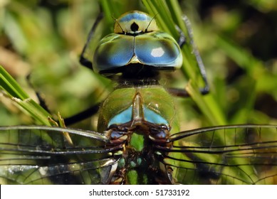 Blue Emperor Dragonfly (adult Male) Anax Imperator. Order; Odonata, Sub-order;Anisoptera, Family:Aeshnidae.  Photographed In The  Drakensberg Mountains, Underberg, South Africa