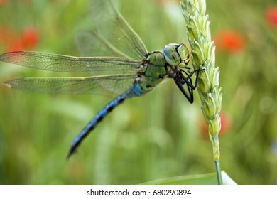 Blue Emperor Dragonfly On A Grain Ear