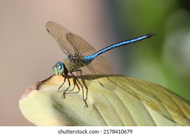 Blue Emperor Dragonfly On Leaf