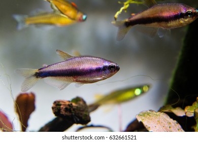 Blue Emperor Tetra (Inpaichthys Kerri)