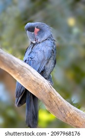 Blue Exotic Cockatoo (Cacatuidae) Sitting On A Branch