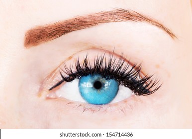 Blue Eye With Bushy Lashes And Brow Close Up Picture