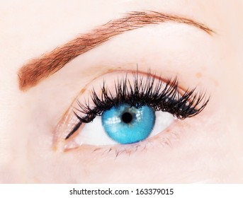 Blue Eye With Bushy Lashes And Brow Close Up Picture