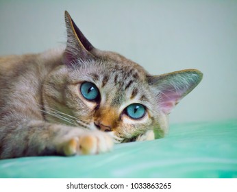 Blue Eye Cat Isolation