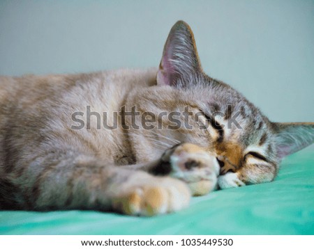 Similar – Image, Stock Photo sleeping posture Lifestyle