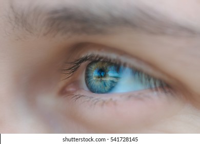 Blue eye closeup with reflection of tree on a field