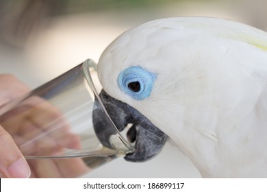 Blue Eye Cockatoo Drink Water With Glass By Hand Women