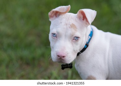 A Blue Eyed Albino Deaf Dog With Adorable Perky Ears